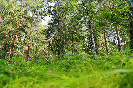 IMG_9546.JPG