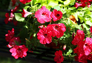 IMG_9077.JPG