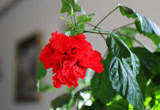 IMG_8982.JPG